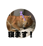 柴犬銀次郎（個別スタンプ：6）