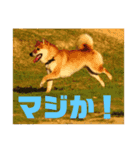 柴犬銀次郎（個別スタンプ：7）