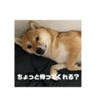 柴犬銀次郎（個別スタンプ：8）