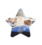 ポメ軍団（個別スタンプ：1）