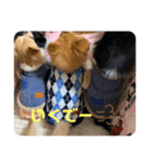 ポメ軍団（個別スタンプ：4）