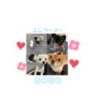 ポメ軍団（個別スタンプ：8）