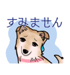 ランちゃんファミリー（個別スタンプ：7）