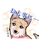 ランちゃんファミリー（個別スタンプ：10）