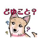 ランちゃんファミリー（個別スタンプ：16）