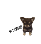 犬はなこ（個別スタンプ：1）