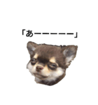 犬はなこ（個別スタンプ：4）