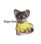 犬はなこ（個別スタンプ：5）