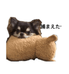 犬はなこ（個別スタンプ：7）