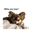 犬はなこ（個別スタンプ：8）