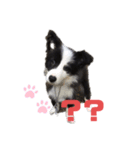 ボーダーコリーのレアちゃん（個別スタンプ：5）