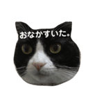 じぇりー様③（個別スタンプ：3）