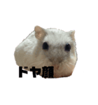 愛犬と愛ハム（個別スタンプ：4）