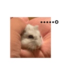 愛犬と愛ハム（個別スタンプ：5）