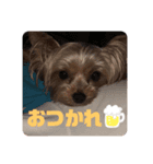 ルイの日常言葉スタンプ（個別スタンプ：4）