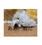 イッヌの日常会話（個別スタンプ：5）
