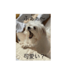 イッヌの日常会話（個別スタンプ：6）