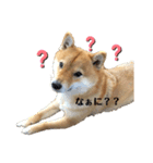 AZUKI K（個別スタンプ：2）