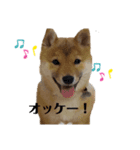 AZUKI K（個別スタンプ：6）