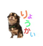 たいがとマロン（個別スタンプ：1）