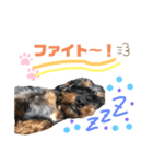 たいがとマロン（個別スタンプ：4）