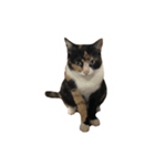 みろくなおき（個別スタンプ：7）