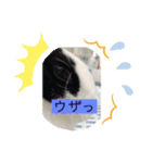 ゴマスタンプです（個別スタンプ：2）