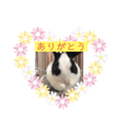 ゴマスタンプです（個別スタンプ：3）
