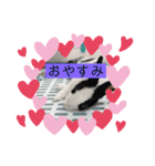 ゴマスタンプです（個別スタンプ：7）