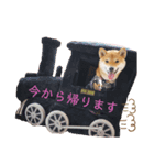 柴犬きなこ★まったり日常④（個別スタンプ：1）