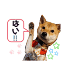 柴犬きなこ★まったり日常④（個別スタンプ：3）