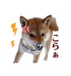 柴犬きなこ★まったり日常④（個別スタンプ：4）