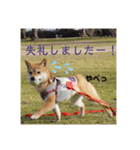 柴犬きなこ★まったり日常④（個別スタンプ：5）