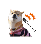 柴犬きなこ★まったり日常④（個別スタンプ：6）