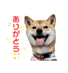 柴犬きなこ★まったり日常④（個別スタンプ：7）