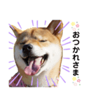 柴犬きなこ★まったり日常④（個別スタンプ：8）