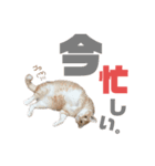 吾輩はQOOであるvol.2（個別スタンプ：2）