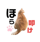 吾輩はQOOであるvol.2（個別スタンプ：3）