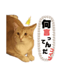 吾輩はQOOであるvol.2（個別スタンプ：7）