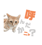 吾輩はQOOであるvol.2（個別スタンプ：8）
