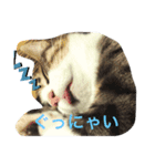 寧々と茶々（個別スタンプ：1）