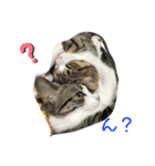 寧々と茶々（個別スタンプ：6）