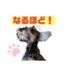 シュニの日常（個別スタンプ：5）