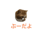 ネコすぎにはたまらない（個別スタンプ：1）