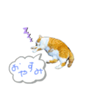 ネコすぎにはたまらない（個別スタンプ：3）