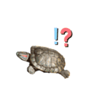 ネコすぎにはたまらない（個別スタンプ：5）