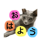 猫のルルちゃん（個別スタンプ：1）