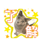 猫のルルちゃん（個別スタンプ：5）