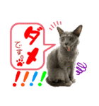 猫のルルちゃん（個別スタンプ：7）