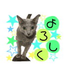 猫のルルちゃん（個別スタンプ：8）
